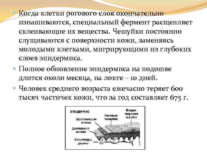  Когда клетки рогового слоя окончательно изнашиваются, специальный фермент расщепляет склеивающие их вещества. Чешуйки