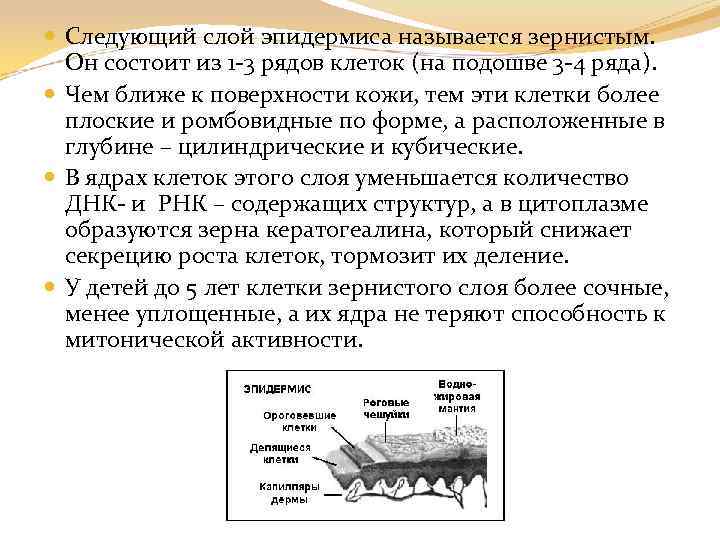  Следующий слой эпидермиса называется зернистым. Он состоит из 1 -3 рядов клеток (на