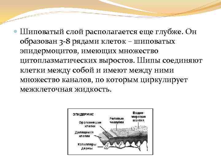  Шиповатый слой располагается еще глубже. Он образован 3 -8 рядами клеток – шиповатых