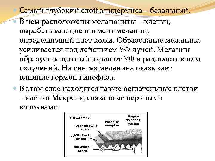 Самый глубокий слой эпидермиса – базальный. В нем расположены меланоциты – клетки, вырабатывающие