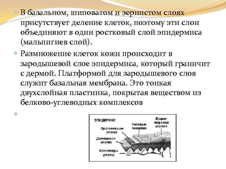  В базальном, шиповатом и зернистом слоях присутствует деление клеток, поэтому эти слои объединяют
