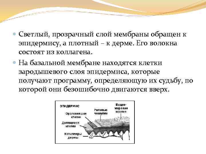  Светлый, прозрачный слой мембраны обращен к эпидермису, а плотный – к дерме. Его
