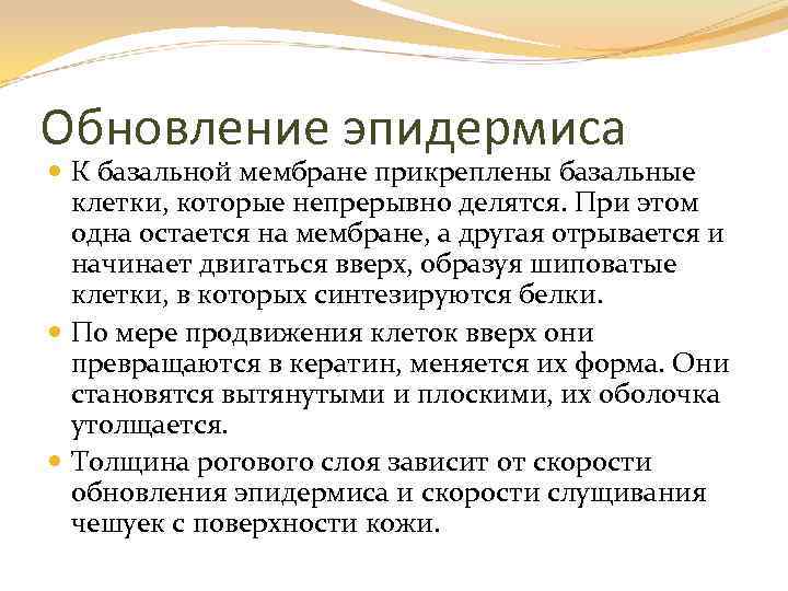 Обновление эпидермиса К базальной мембране прикреплены базальные клетки, которые непрерывно делятся. При этом одна