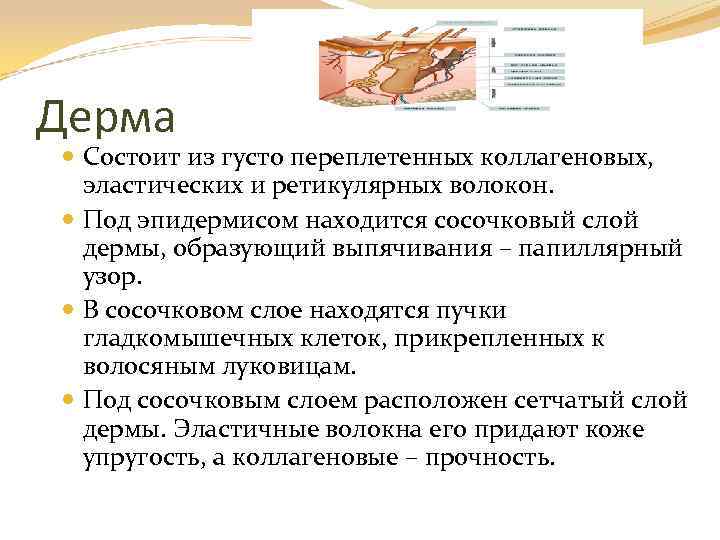 Дерма Состоит из густо переплетенных коллагеновых, эластических и ретикулярных волокон. Под эпидермисом находится сосочковый