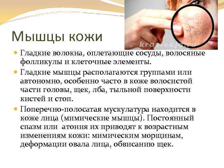 Мышцы кожи Гладкие волокна, оплетающие сосуды, волосяные фолликулы и клеточные элементы. Гладкие мышцы располагаются