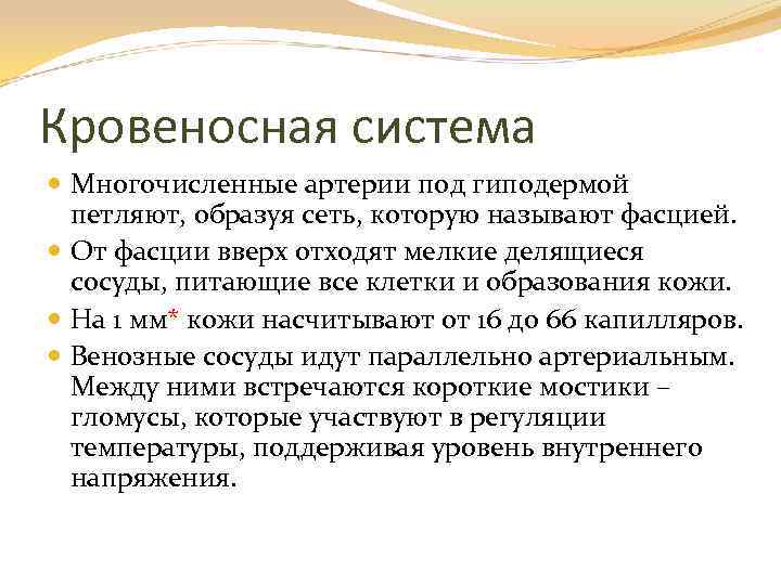 Кровеносная система Многочисленные артерии под гиподермой петляют, образуя сеть, которую называют фасцией. От фасции