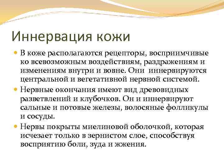 Иннервация кожи В коже располагаются рецепторы, восприимчивые ко всевозможным воздействиям, раздражениям и изменениям внутри
