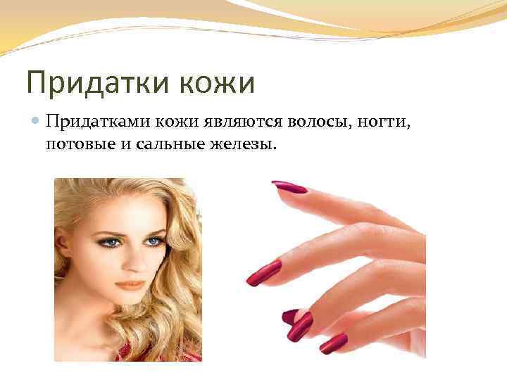 Придатки кожи Придатками кожи являются волосы, ногти, потовые и сальные железы. 