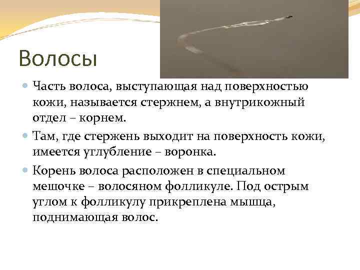 Волосы Часть волоса, выступающая над поверхностью кожи, называется стержнем, а внутрикожный отдел – корнем.