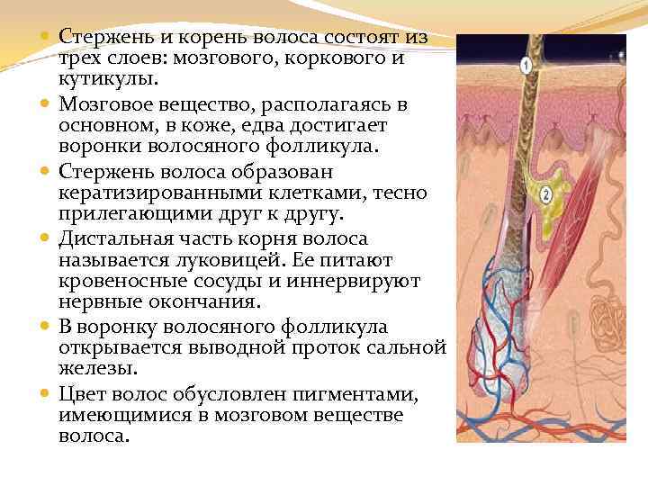  Стержень и корень волоса состоят из трех слоев: мозгового, коркового и кутикулы. Мозговое