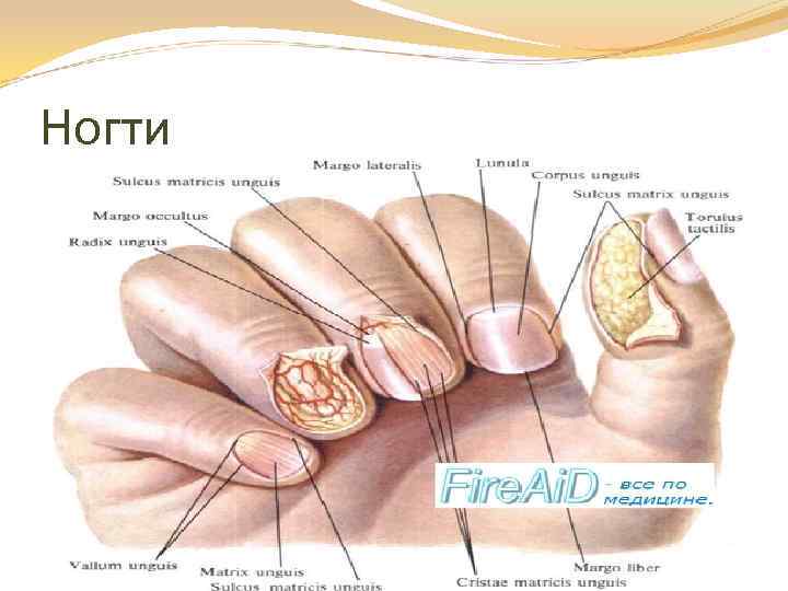Ногти Ноготь построен из плотно прилегающих роговых пластинок с блестящей наружной оболочкой, лежащих на