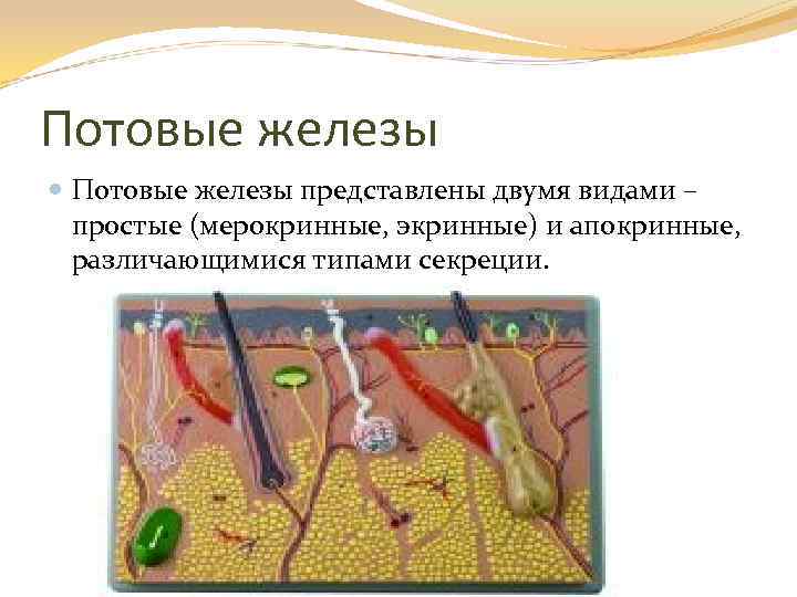 Потовые железы представлены двумя видами – простые (мерокринные, экринные) и апокринные, различающимися типами секреции.