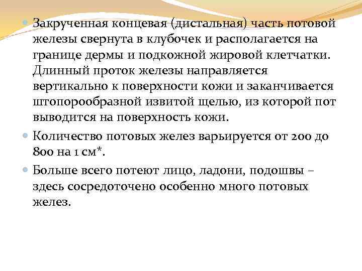  Закрученная концевая (дистальная) часть потовой железы свернута в клубочек и располагается на границе