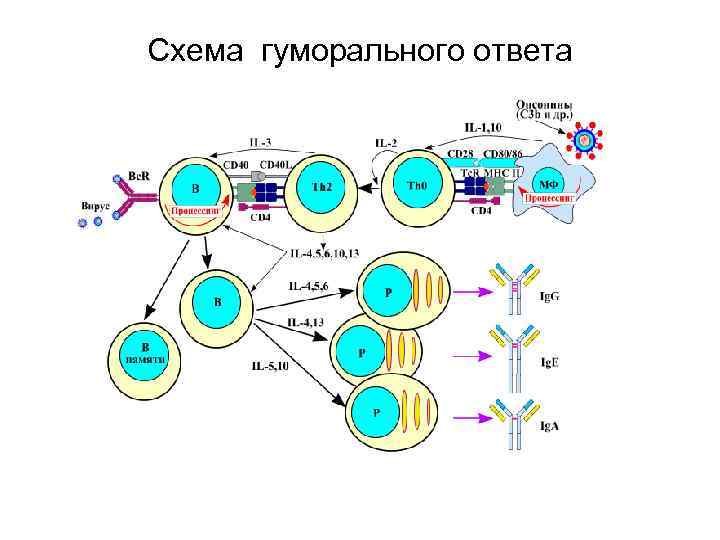 Схема гуморального ответа 