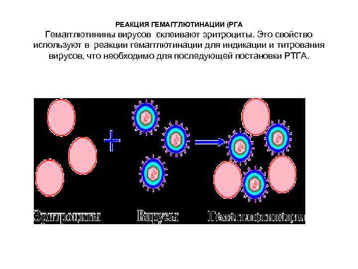 РЕАКЦИЯ ГЕМАГГЛЮТИНАЦИИ (РГА Гемагглютинины вирусов склеивают эритроциты. Это свойство используют в реакции гемагглютинации для