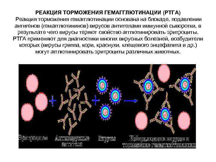 РЕАКЦИЯ ТОРМОЖЕНИЯ ГЕМАГГЛЮТИНАЦИИ (РТГА) Реакция торможения гемагглютинации основана на блокаде, подавлении антигенов (гемагглютининов) вирусов