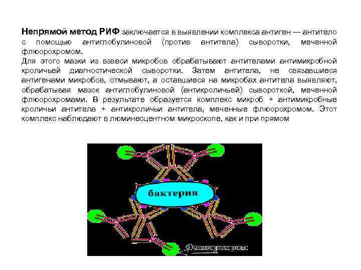 Непрямой метод РИФ заключается в выявлении комплекса антиген — антитело с помощью антиглобулиновой (против