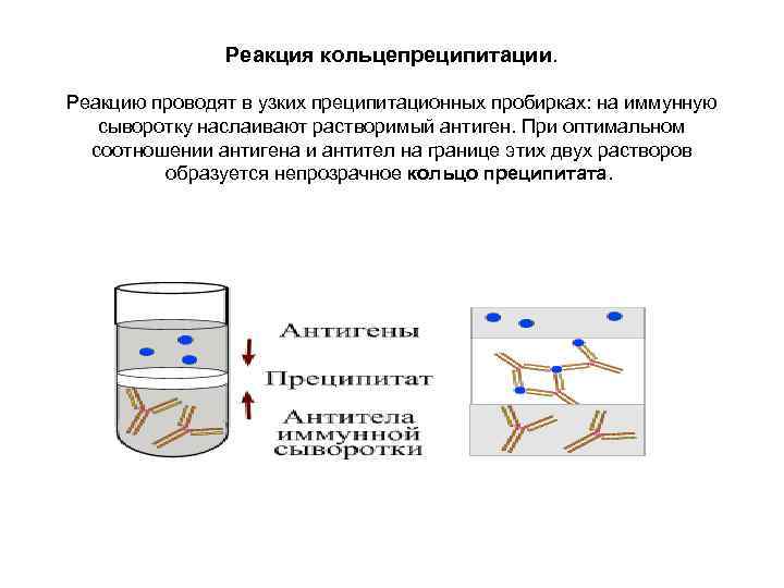 Отмечено реакции. Схема реакции кольцепреципитации. Кольцепреципитация реакция кольцепреципитации. Порядок постановки реакции кольцепреципитации. Механизм реакции кольцепреципитации.
