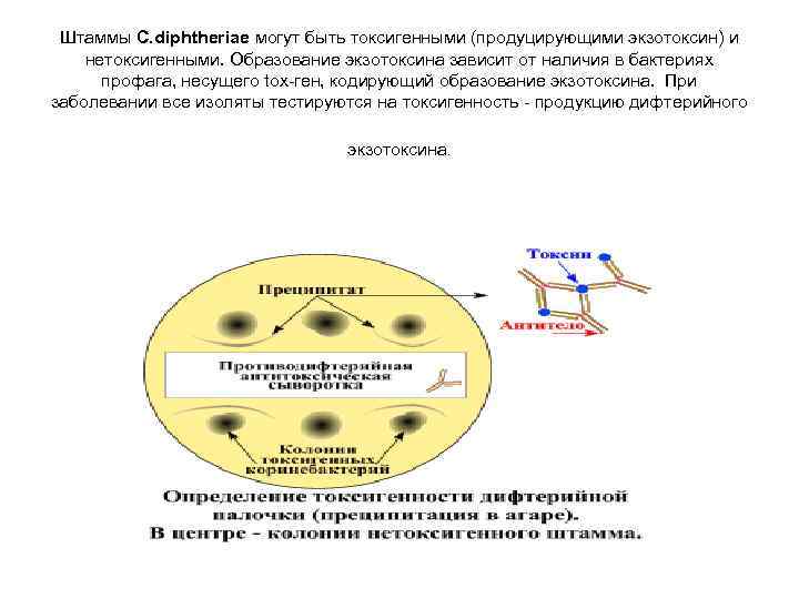 Штаммы C. diphtheriae могут быть токсигенными (продуцирующими экзотоксин) и нетоксигенными. Образование экзотоксина зависит от