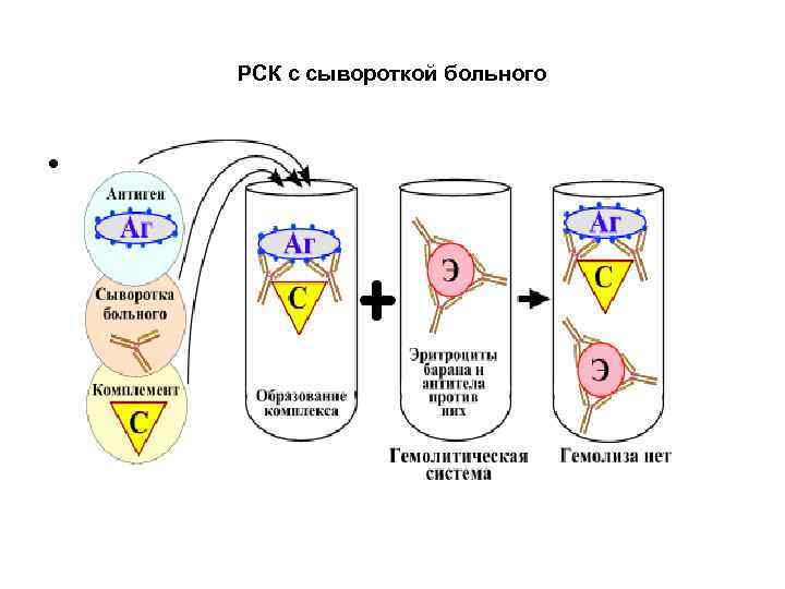 РСК с сывороткой больного • 