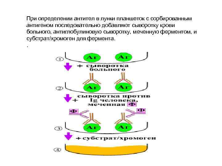 При определении антител в лунки планшеток с сорбированным антигеном последовательно добавляют сыворотку крови больного,