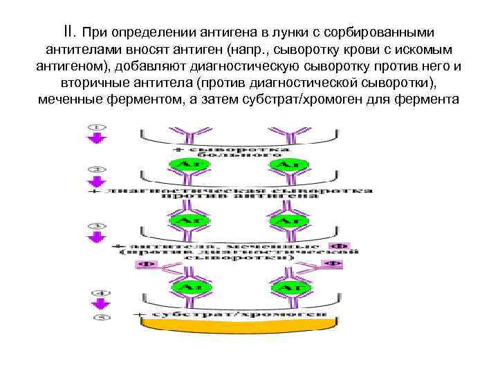 II. При определении антигена в лунки с сорбированными антителами вносят антиген (напр. , сыворотку