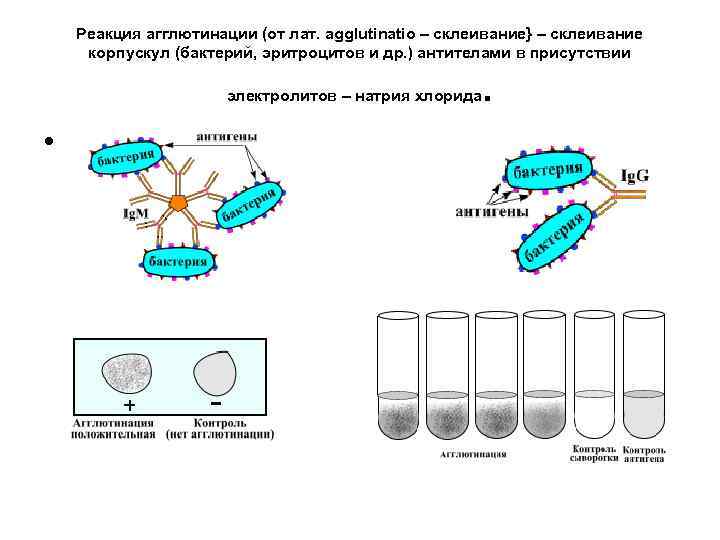 Реакция агглютинации (от лат. agglutinatio – склеивание} – склеивание корпускул (бактерий, эритроцитов и др.