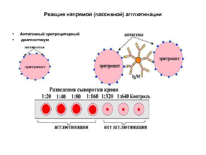 Реакция непрямой (пассивной) агглютинации • • Антигенный эритроцитарный диагностикум 