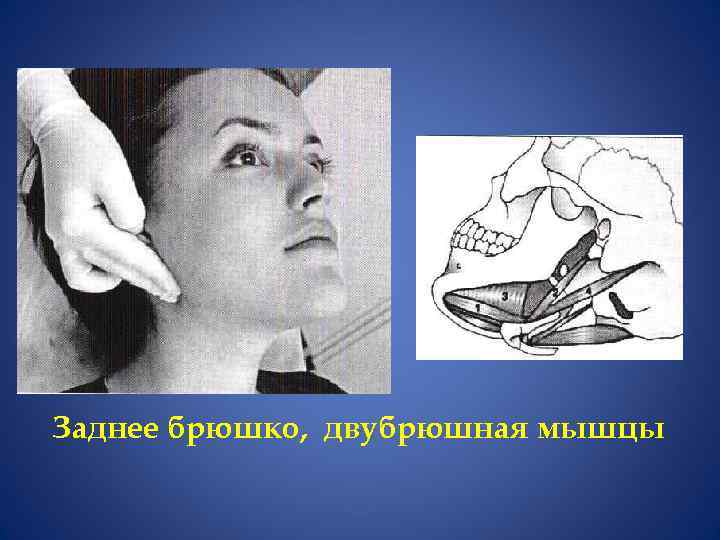 Заднее брюшко, двубрюшная мышцы 