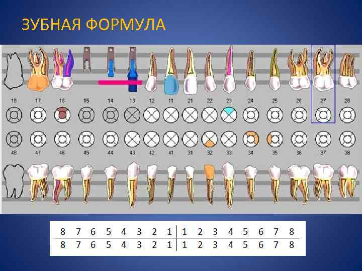 ЗУБНАЯ ФОРМУЛА 