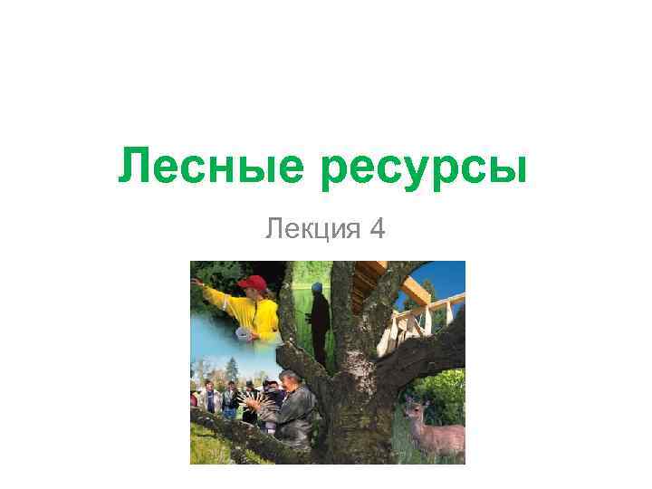 Лесные ресурсы Лекция 4 