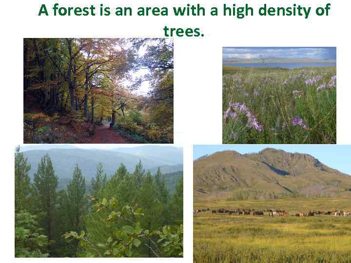 A forest is an area with a high density of trees. 