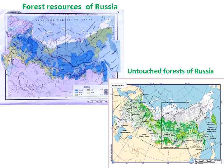 Forest resources of Russia Untouched forests of Russia 