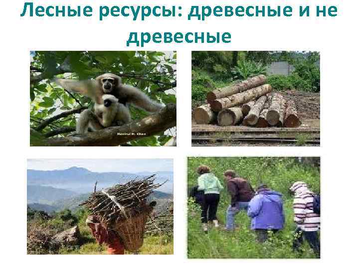 Лесные ресурсы: древесные и не древесные 