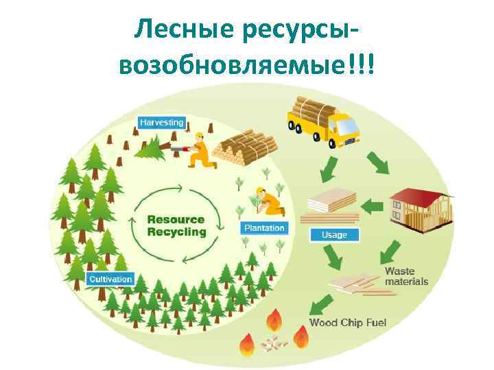 Лесные ресурсывозобновляемые!!! 