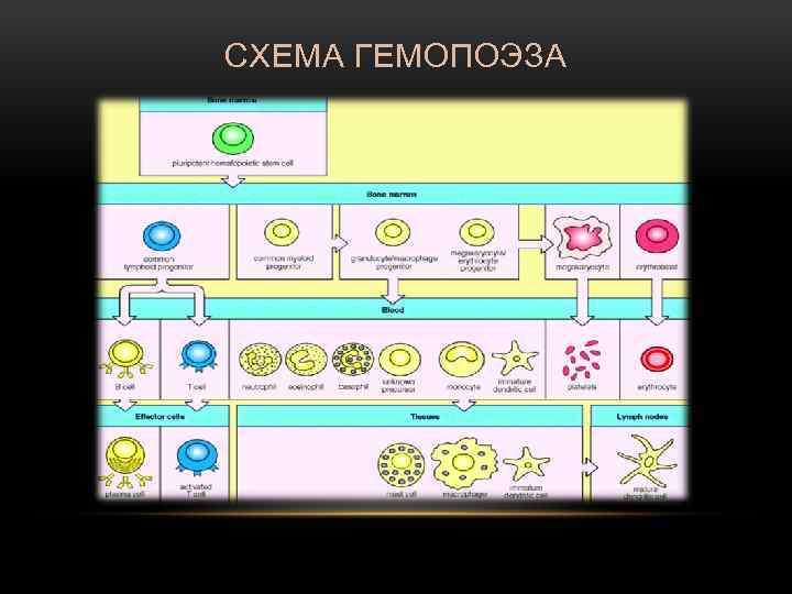 СХЕМА ГЕМОПОЭЗА 