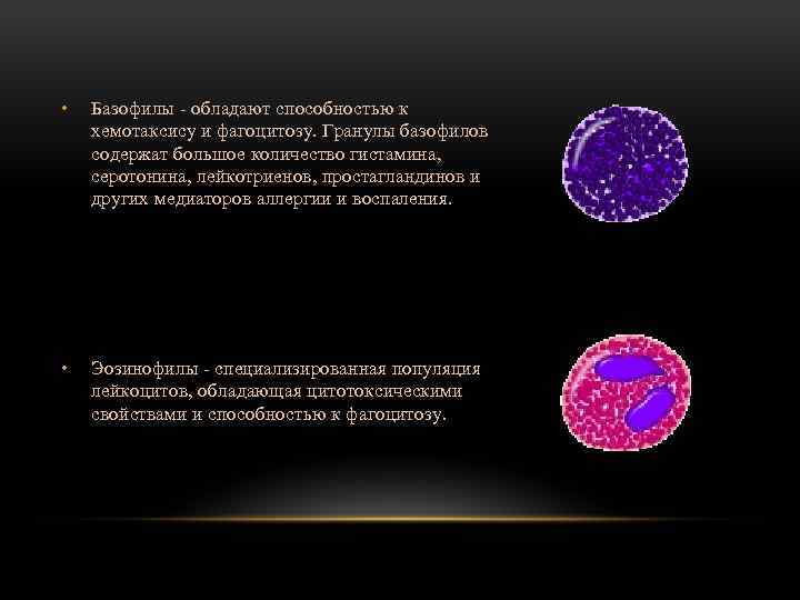 Базофилы это. Гранулы базофилов содержат. Содержимое специфических гранул базофилов. Первичные гранулы базофилов. Специфические гранулы базофилов содержат.