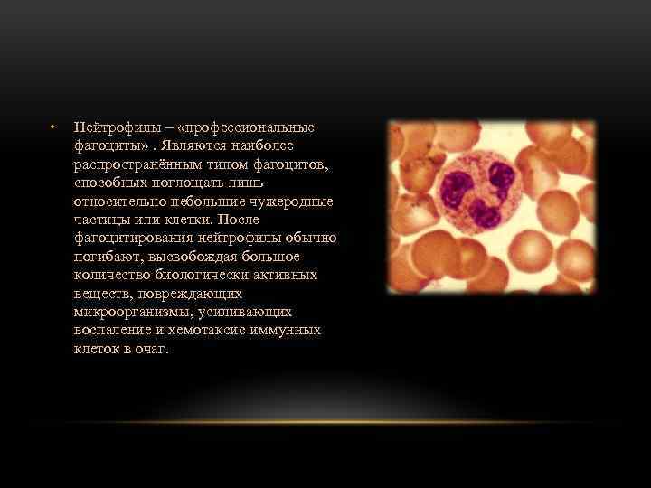  • Нейтрофилы – «профессиональные фагоциты» . Являются наиболее распространённым типом фагоцитов, способных поглощать