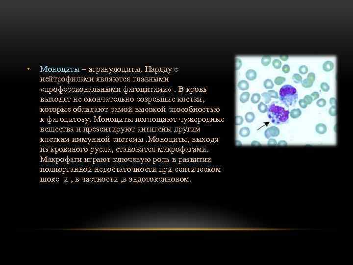  • Моноциты – агранулоциты. Наряду с нейтрофилами являются главными «профессиональными фагоцитами» . В