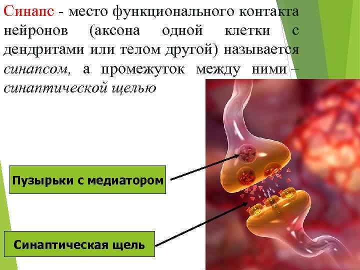 Синапс - место функционального контакта нейронов (аксона одной клетки с дендритами или телом другой)