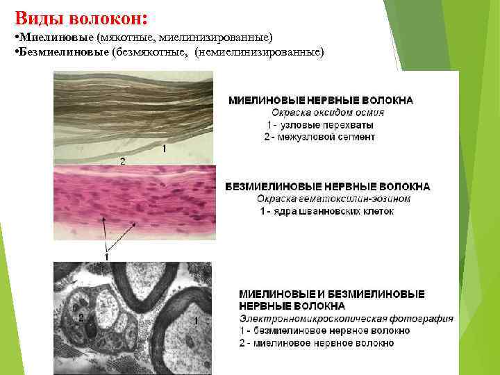 Виды волокон: • Миелиновые (мякотные, миелинизированные) • Безмиелиновые (безмякотные, (немиелинизированные) 