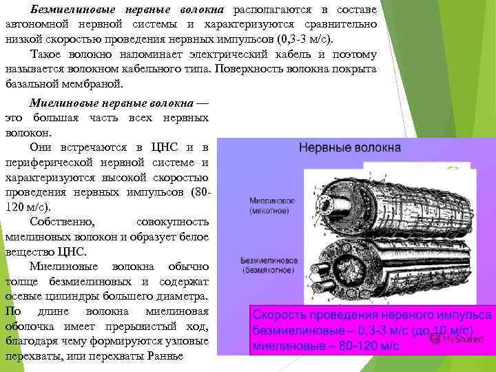 Безмиелиновые нервные волокна располагаются в составе автономной нервной системы и характеризуются сравнительно низкой скоростью