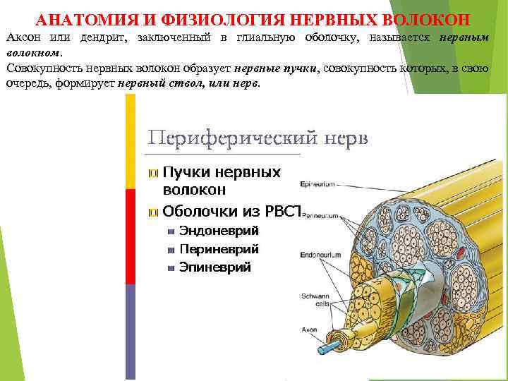 АНАТОМИЯ И ФИЗИОЛОГИЯ НЕРВНЫХ ВОЛОКОН Аксон или дендрит, заключенный в глиальную оболочку, называется нервным