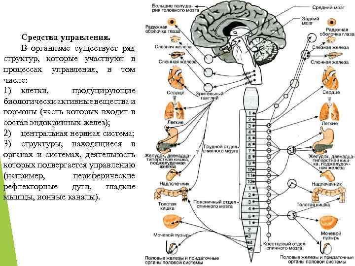 Средства управления. В организме существует ряд структур, которые участвуют в процессах управления, в том