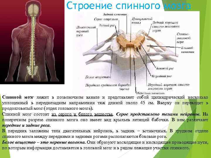 Строение спинного мозга Спинной мозг лежит в позвоночном канале и представляет собой цилиндрический несколько