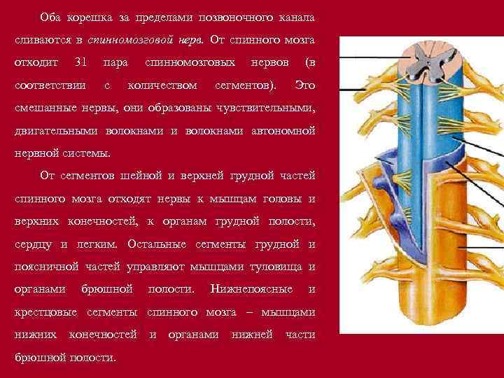 Оба корешка за пределами позвоночного канала сливаются в спинномозговой нерв. От спинного мозга отходит