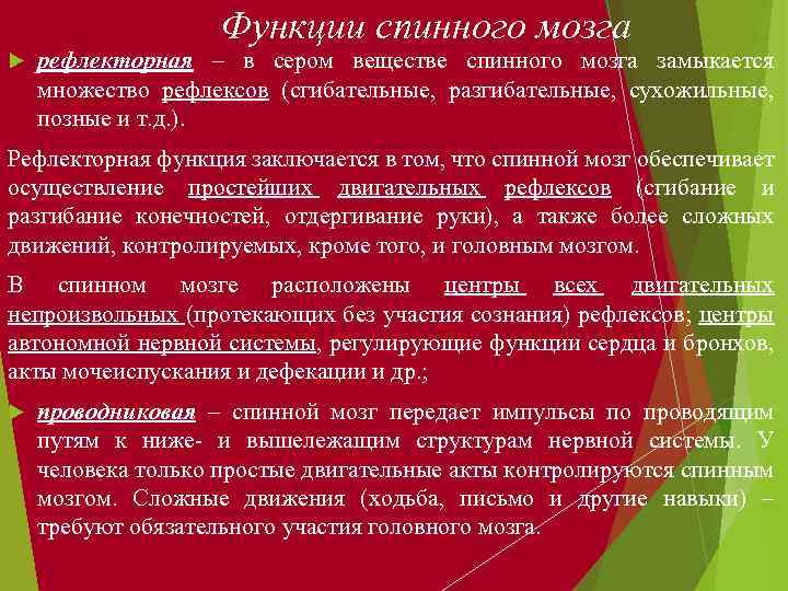 Функции спинного мозга рефлекторная – в сером веществе спинного мозга замыкается множество рефлексов (сгибательные,