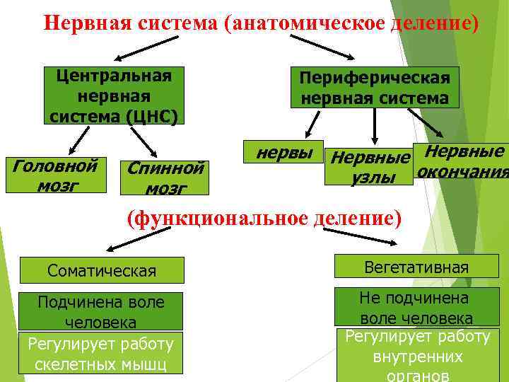 Нервная система (анатомическое деление) Центральная нервная система (ЦНС) Головной мозг Спинной мозг Периферическая нервная