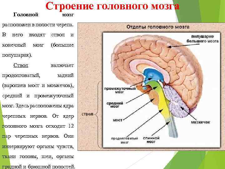 Головной Строение головного мозга мозг расположен в полости черепа. В него входят ствол и