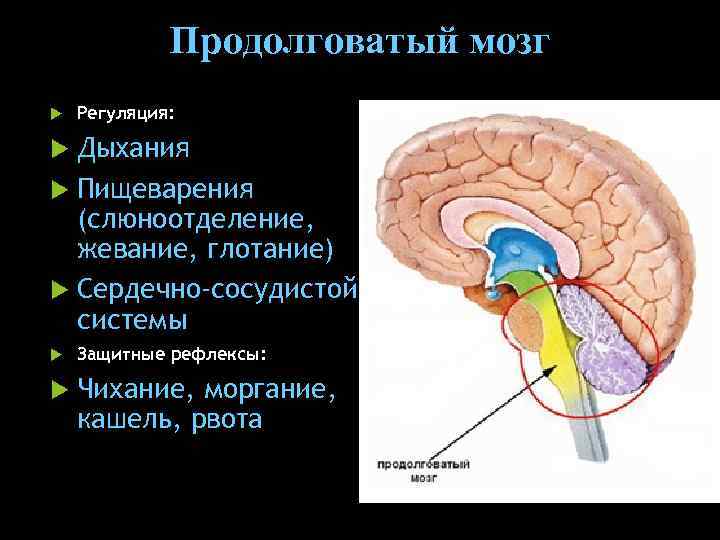 Продолговатый мозг Регуляция: Дыхания Пищеварения (слюноотделение, жевание, глотание) Сердечно-сосудистой системы Защитные рефлексы: Чихание, моргание,